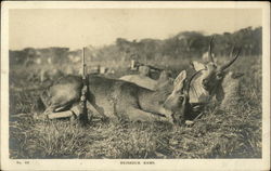 Reisbuck Rams Reisbuck Rams