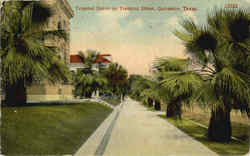 Tropical Scene On Tremont Street Tropical Scene On Tremont Street