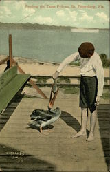 Feeding the Tame Pelican Feeding the Tame Pelican