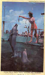 Feeding Time Of Marine Studios