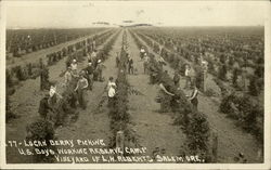 Loganberry Picking, U.S. Boys Working Reserve Camp, Vineyard of L.W. Roberts Loganberry Picking, U.S. Boys Working Reserve Camp, Vineyard of L.W. Roberts