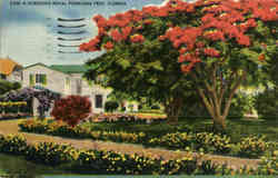 A Gorgeous Royal Poinciana Tree