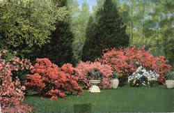 Previous Card
