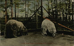The Polar Bears, Waldridge Park The Polar Bears, Waldridge Park