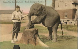Toledo Zoological Gardens - Toots the Baby Elephant Toledo Zoological Gardens - Toots the Baby Elephant