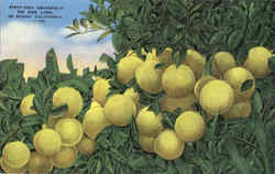 Fifty Two Grapefruit On One Limb California