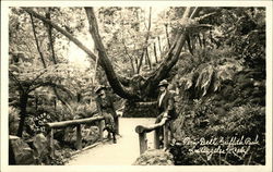In Fern Dell, Griffith Park In Fern Dell, Griffith Park