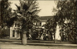 Large Palm Trees in Front of a House Large Palm Trees in Front of a House