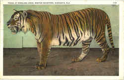Tiger At Ringling Bros. Winter Quarters Sarasota, FL Postcard Postcard