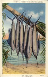 A Fine Catch of Sail Fish A Fine Catch of Sail Fish