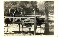 Ostritch Farm Ostritch Farm