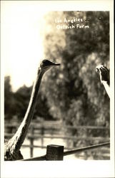 Ostrich Farm Ostrich Farm