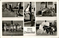 Gruss Aus Der Dressur-Schule Gruss Aus Der Dressur-Schule