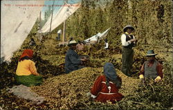 Indians Picking Hops, Northwestern Pacific Indians Picking Hops, Northwestern Pacific