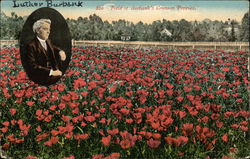 Field Of Burbank's Cromson Poppies Field Of Burbank's Cromson Poppies