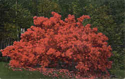 Azaleas In Bellingrath Gardens Azaleas In Bellingrath Gardens
