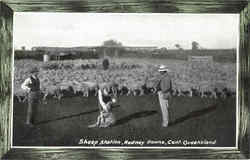 Panama Pacific Sheep Station Panama Pacific Sheep Station