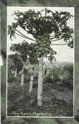 Panama Pacific Paw. Raws Panama Pacific Paw. Raws