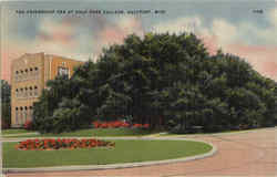 The Friendship Oak, Gulf Park College