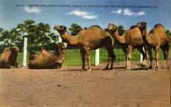 Previous Card