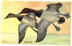 Canvasback
