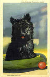 Fala - Scottish Terrier