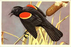 Red Winged Blackbird
