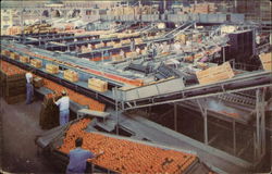Large Citrus Packing House Large Citrus Packing House