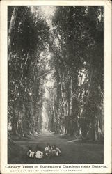 Canary Trees in Buitenzorg Gardens near Batavia Canary Trees in Buitenzorg Gardens near Batavia
