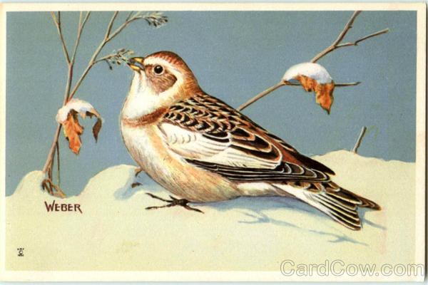 Eastern Snow Bunting Birds