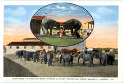 Elephants