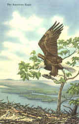 The American Bald Eagle