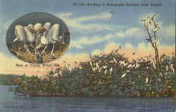 Rookery In Everglades National Park
