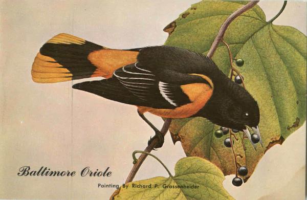 Baltimore Oriole - Icterus Galbula Birds