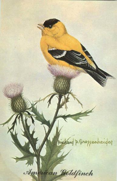 American Goldfinch - Spinus tristis Birds