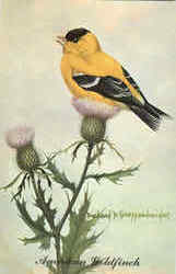 American Goldfinch - Spinus tristis