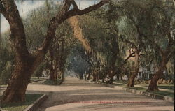 Avenue Lined with Pepper Trees Pasadena, CA Postcard Postcard Postcard