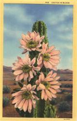 Cactus In Bloom