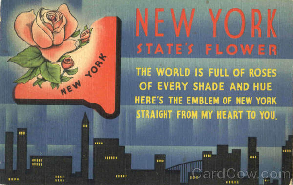 new york state flower rose. new york state flower and