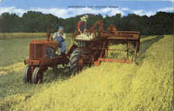 Harvesting The Golden Wheat