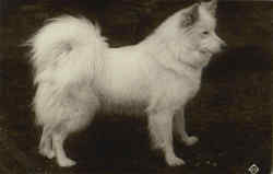 American Eskimo Dog