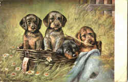 Basket of Puppies