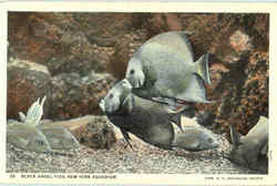 Black Angel Fish