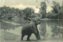 Ceylon Elephant