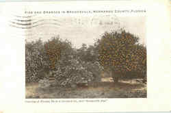 Figs And Oranges In Brooksville Figs And Oranges In Brooksville