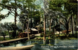 Turpentine Still On St. Johns River