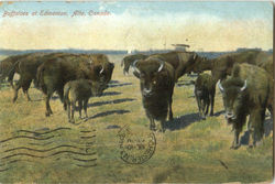 Buffaloes At Edmonton