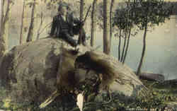 Two Bucks and a Doe - Hunter Two Bucks and a Doe - Hunter