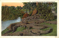 Alligators Enjoying The Florida Sunshine