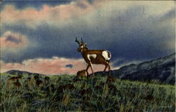 An Antelope